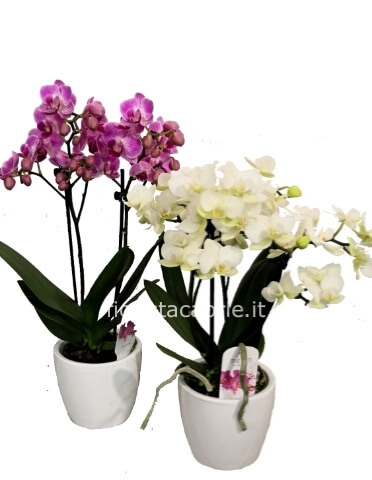 Pianta di Orchidea Phaleonopsis piccola