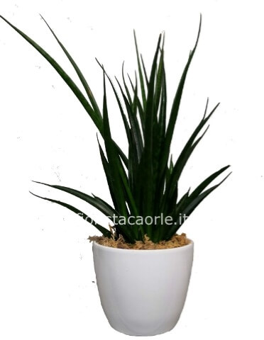 Sanseveria con coprivaso ceramica o plastica