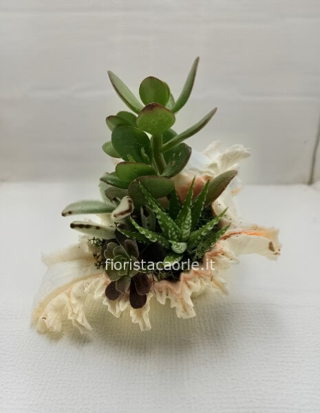 Conchiglia murex